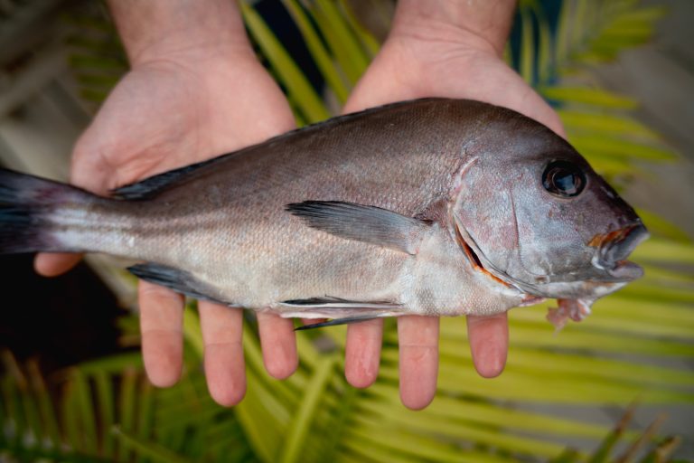 La Azotea el Palmar marzo 2024-48la Azotea El Palmar Papaya
